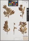 Foto von Salix cinerea L. x Salix silesiaca Willd.